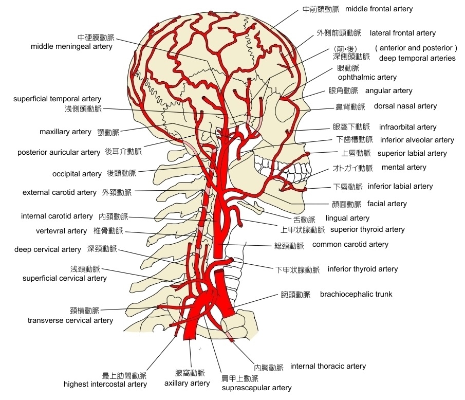 頸横動脈 Transverse Cervical Artery Japaneseclass Jp