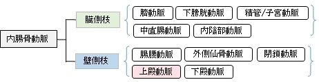 Visual Anatomy 視覚解剖学