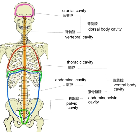 腹部・頭部・骨軟部画像解剖 徹底 腹部・頭部・骨軟部画像解剖 徹底
