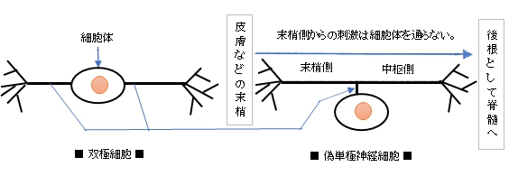 双極性ニューロンとは何ですか?