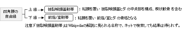 Visual Anatomy 視覚解剖学