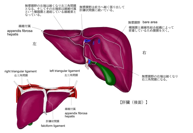 解剖学テキスト 分担解剖学: 総説・骨学・靱帯学・筋学 (第1巻) | 小川 鼎三, 森