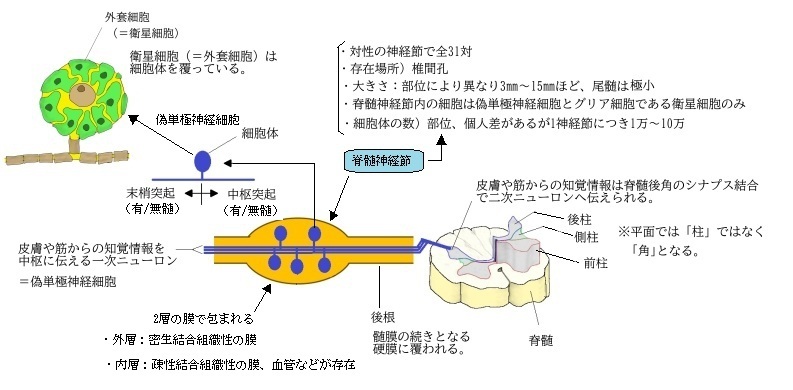 Visual Anatomy 視覚解剖学