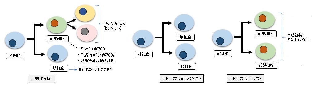 Visual Anatomy 視覚解剖学