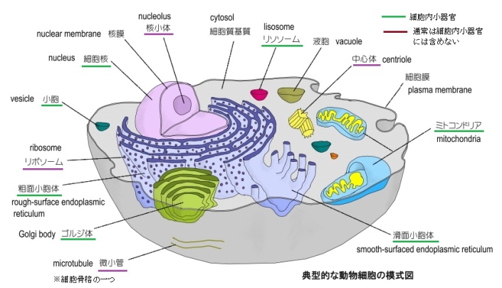 Visual Anatomy 視覚解剖学