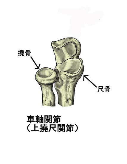 Visual Anatomy 視覚解剖学