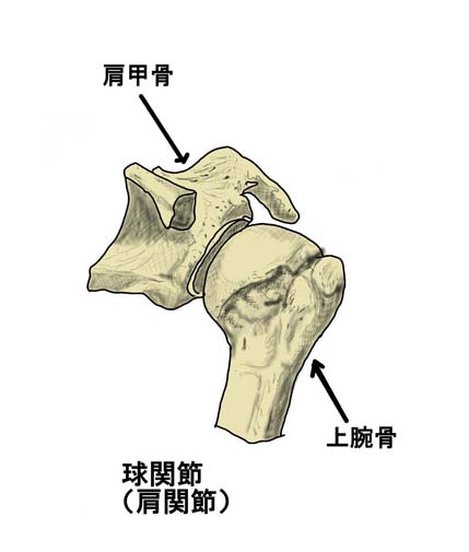 Visual Anatomy 視覚解剖学