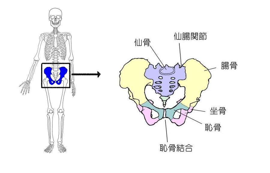 Visual Anatomy 視覚解剖学