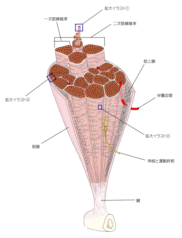 Visual Anatomy 視覚解剖学