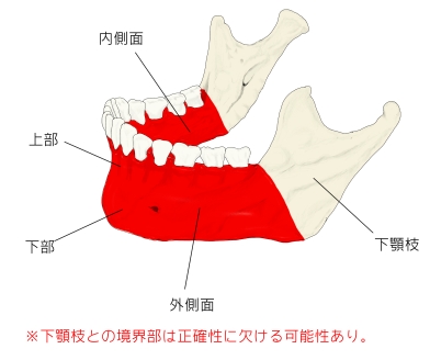 Visual Anatomy 視覚解剖学