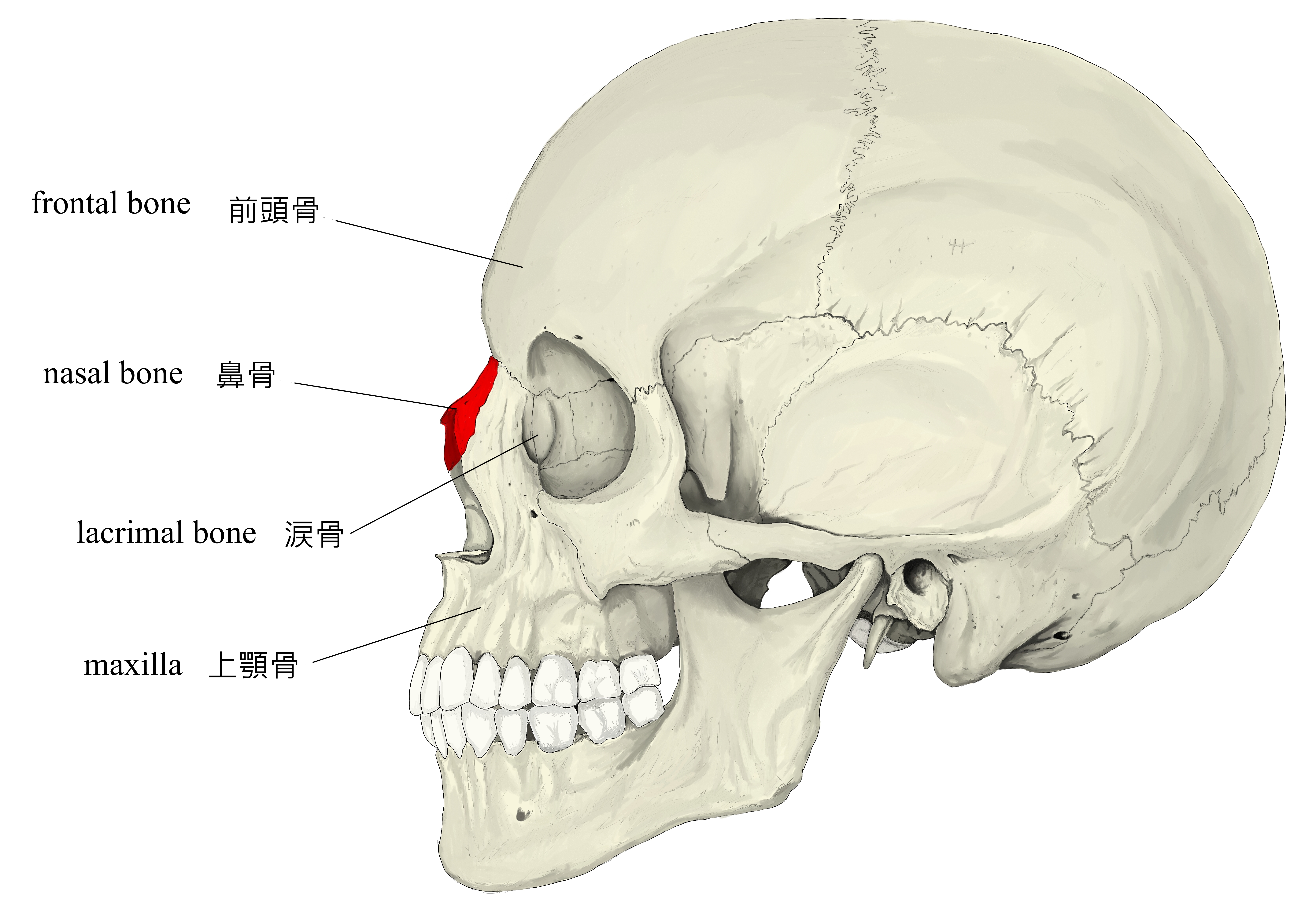 鼻部骨性结构 - 知乎