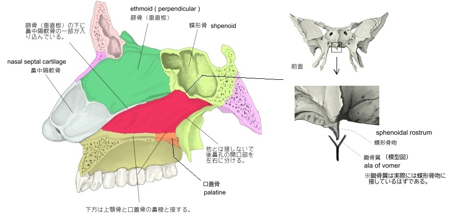 鋤骨役割: 鋤骨の数 , 歯の構造と役割について – TEFCP