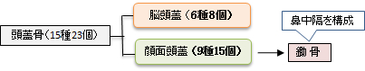 Visual Anatomy 視覚解剖学