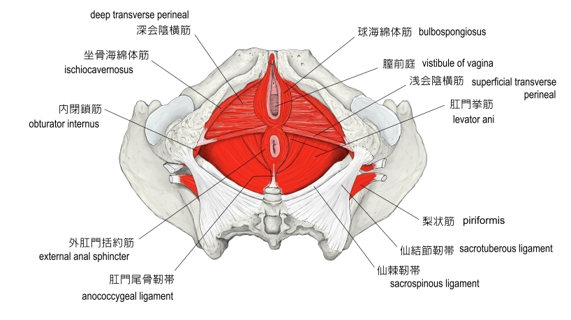 Visual Anatomy 視覚解剖学