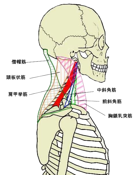 視覚解剖学 Visual Anatomy