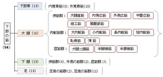 Visual Anatomy 視覚解剖学