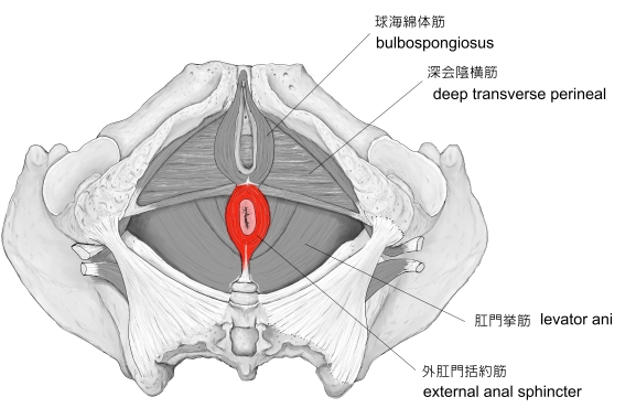 Visual Anatomy 視覚解剖学