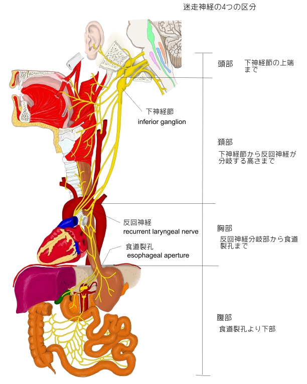 視覚解剖学 Visual Anatomy