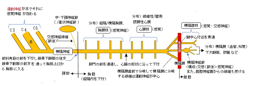Visual Anatomy 視覚解剖学