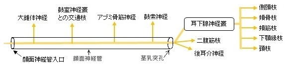 大錐体神経の死体