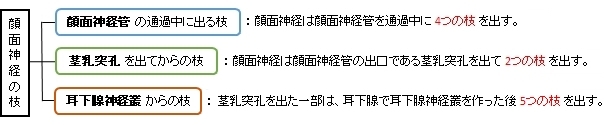 大錐体神経の死体