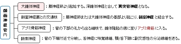 大錐体神経の死体