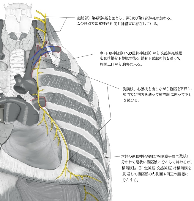 Visual Anatomy 視覚解剖学