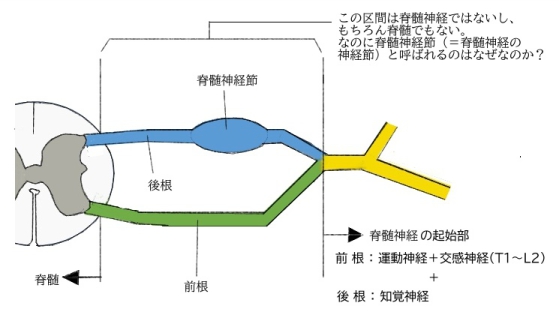 基礎・臨床解剖学 脊柱 脊髄 自律神経　エンタプライズ 基礎・臨床解剖学 脊柱 脊髄 自律神経 | グレゴリー・クレイマー