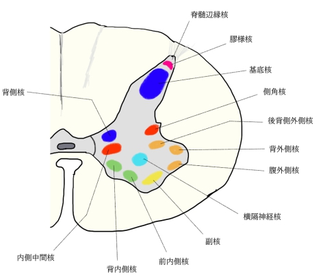 Visual Anatomy 視覚解剖学