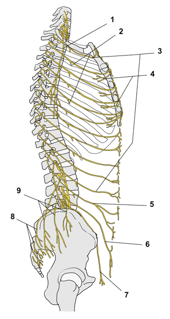 脊髄神経硬膜枝