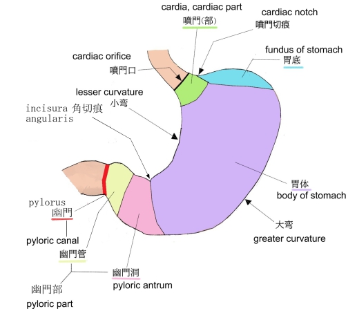 Visual Anatomy 視覚解剖学