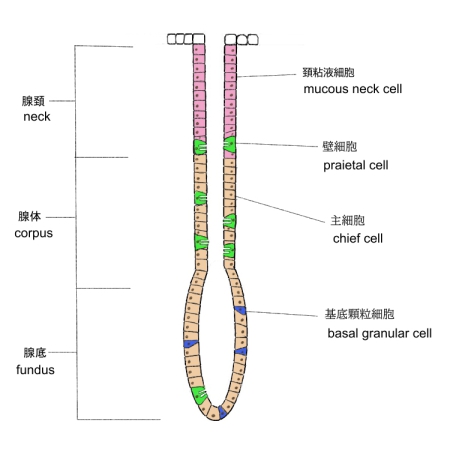 Visual Anatomy 視覚解剖学