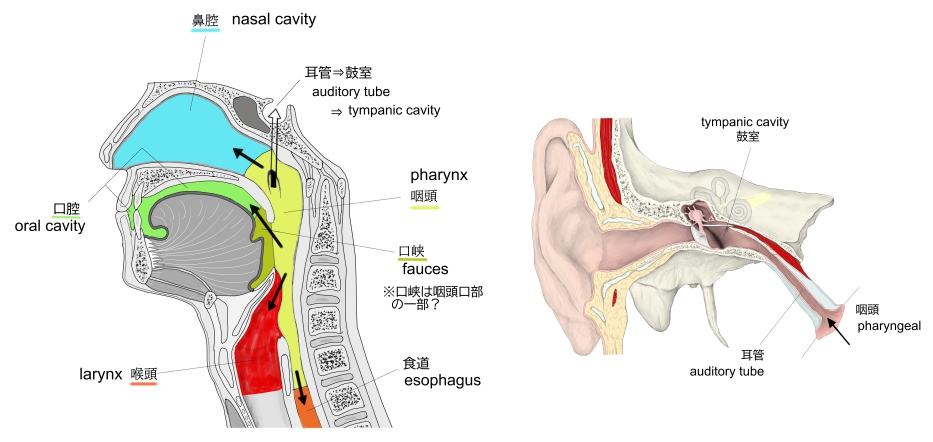 Visual Anatomy 視覚解剖学